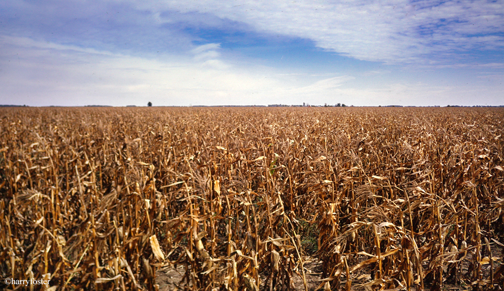 Louie's Ohio corn fields
