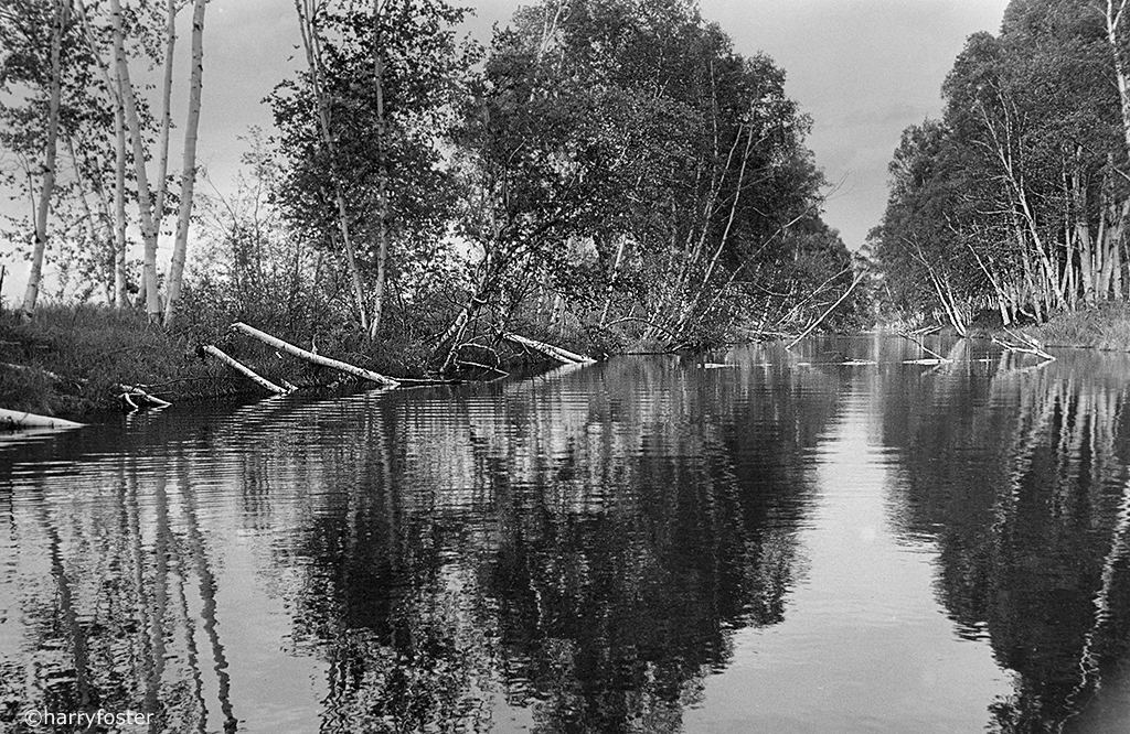 Beavers at work