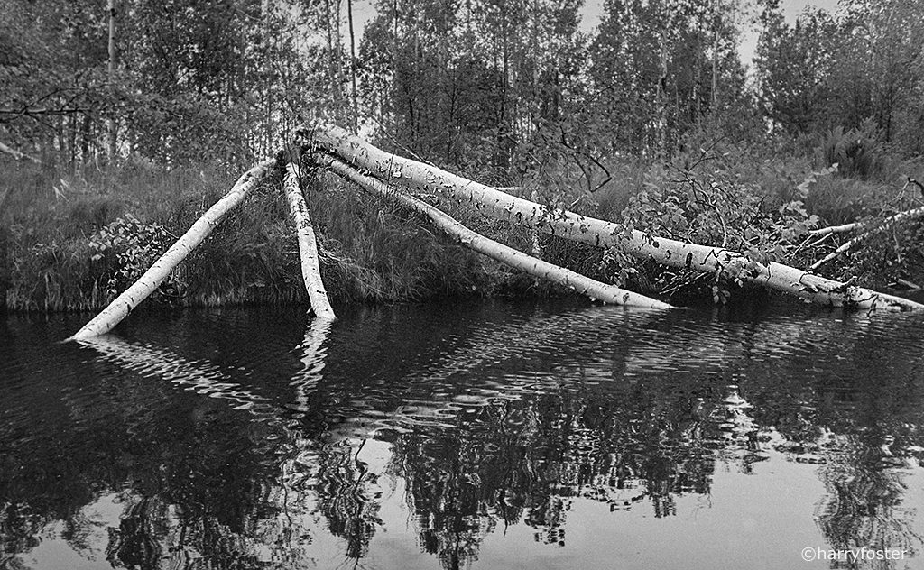 Beavers